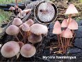 Mycena haematopus-amf1313